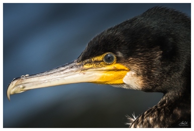 An Cormorant